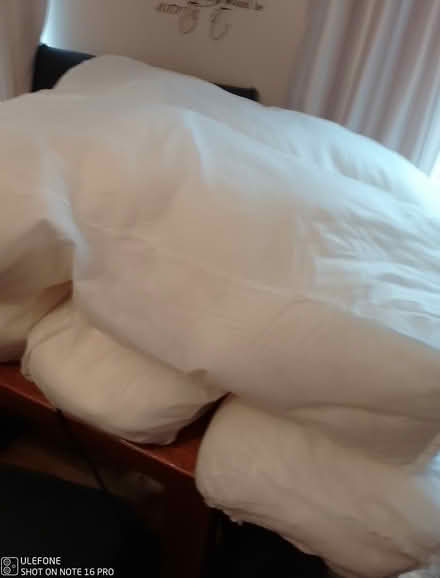 Photo of free Cushion fillers (Henbury) #3