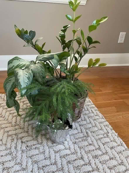 Photo of free House Plants (Highland Park Area) #3