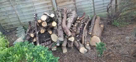 Photo of free conifer logs (Marchmont EH9) #1