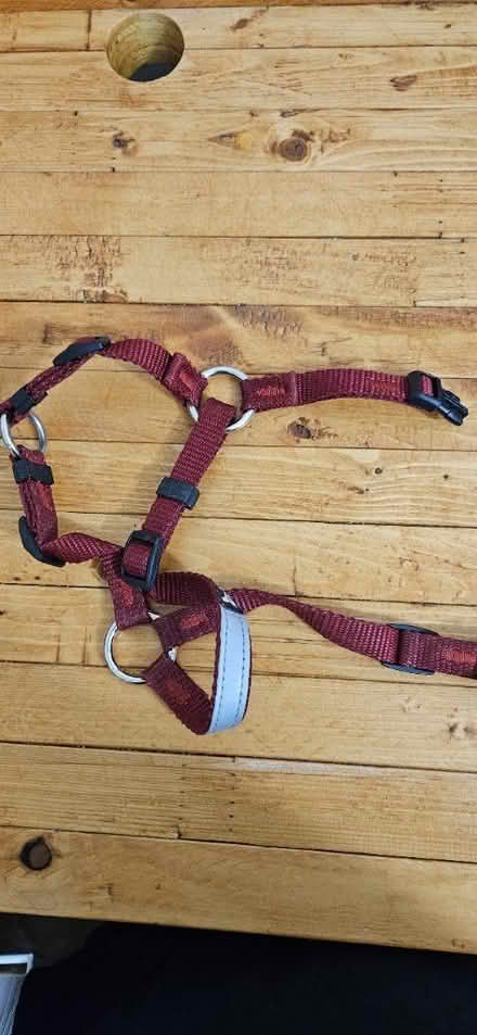 Photo of free Small dog harness (little italy) #1