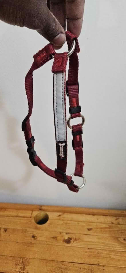 Photo of free Small dog harness (little italy) #2