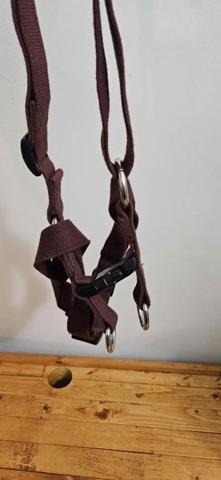 Photo of free Medium dog harness (little italy) #2