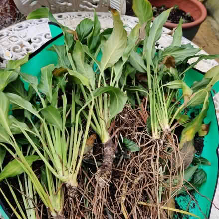 Photo of free Peace lilly plants (Richmond TW9) #1