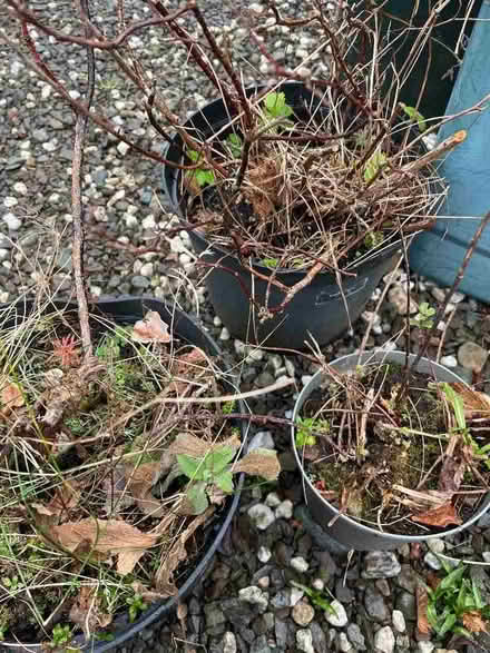 Photo of free plants unknown (Helensburgh G84) #1