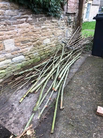 Photo of free Willow sticks (Corsham SN13) #1