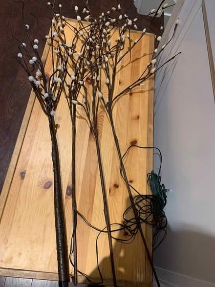 Photo of free Willow branches (Royal York and Bloor) #1
