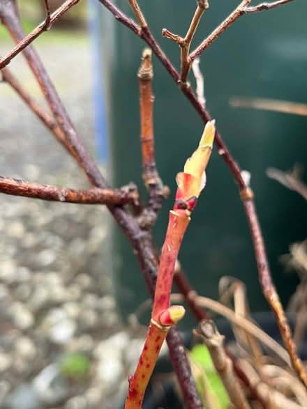 Photo of free plants unknown (Helensburgh G84) #2