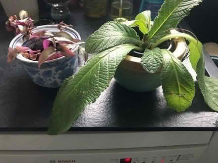 Photo of free House plants (Rusthall TN4) #1