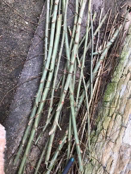 Photo of free Willow sticks (Corsham SN13) #2