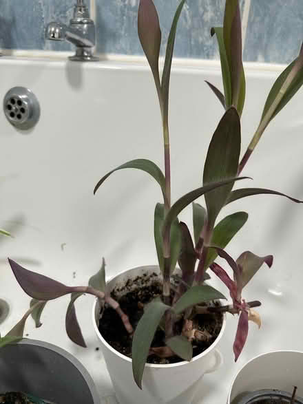 Photo of free Houseplant cuttings - easy to grow (Nateby CA17) #1