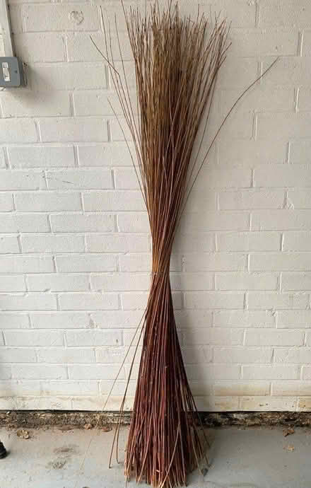 Photo of free Willow cane (SS15) #1
