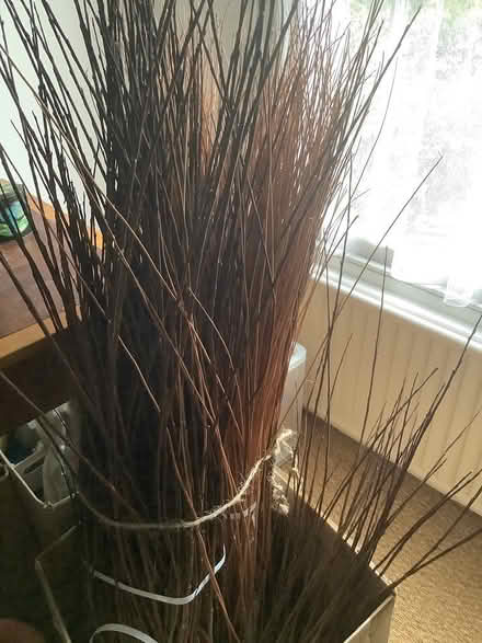 Photo of free Willow (Southville BS3) #1