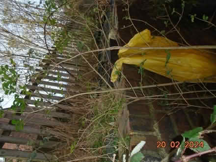Photo of free Privet Hedge Plants (Upper Hopton WF14) #1