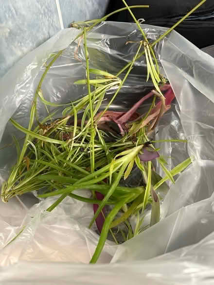 Photo of free Houseplant cuttings - easy to grow (Nateby CA17) #2
