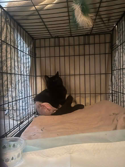 Photo of Cat food, litter box, etc (West San Jose 95128) #1