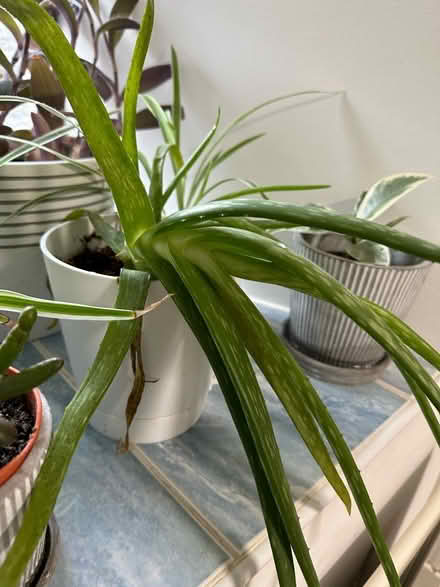 Photo of free Houseplant cuttings - easy to grow (Nateby CA17) #4