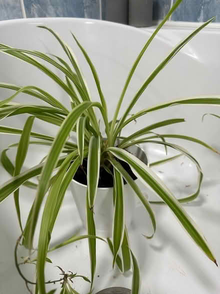 Photo of free Houseplant cuttings - easy to grow (Nateby CA17) #3