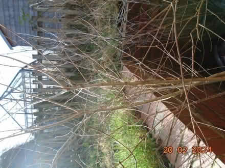 Photo of free Privet Hedge Plants (Upper Hopton WF14) #2