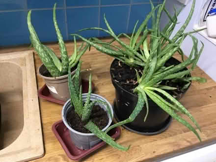 Photo of free Aloe Vera plants (Southborough TN4) #1