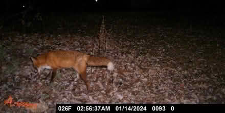Photo of free Trail Camera (Germantown 20874) #3