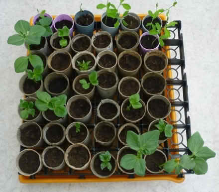 Photo of free Plastic cones : for toys or root trainers (Inverkeithing KY11) #3