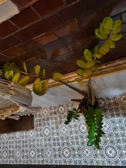 Photo of free Two plants need a new home (Waterloo) #2