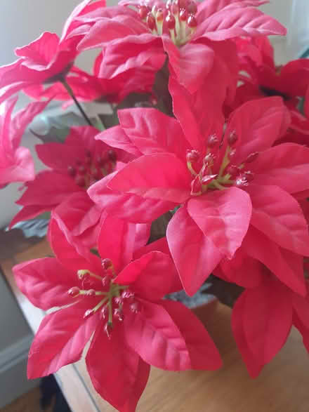 Photo of free Small Flowerpot (Dublin 16) #2
