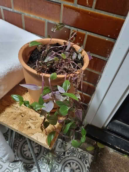 Photo of free Two plants need a new home (Waterloo) #1