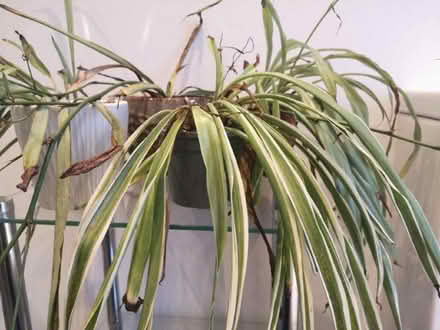 Photo of free Spider plants needing some TLC (Craiglockhart EH14) #1