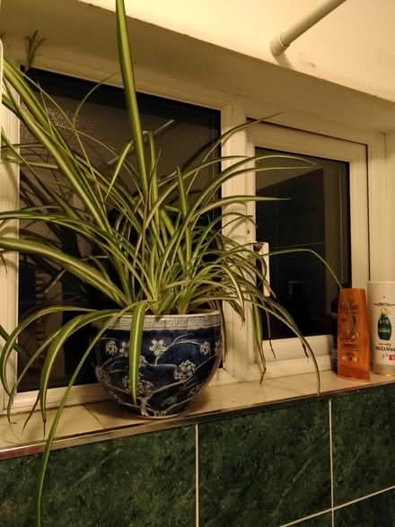 Photo of free Spider plant (Thornton Heath CR7) #1