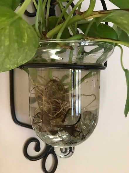 Photo of Glass plant holder (W. Groton MA) #1