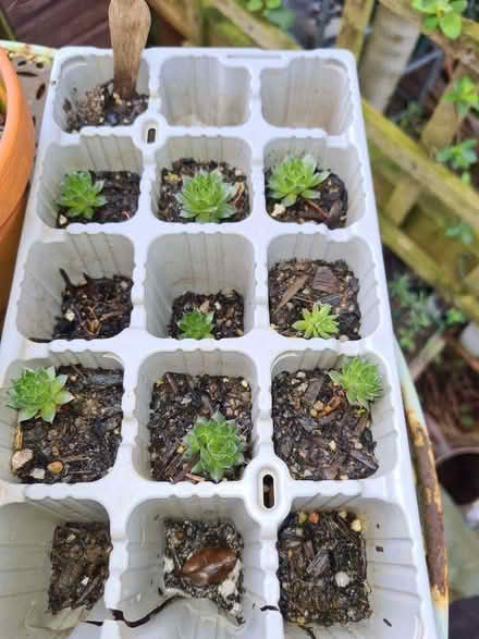 Photo of free Hens and Chicks succulent plants (Northfield B31) #1