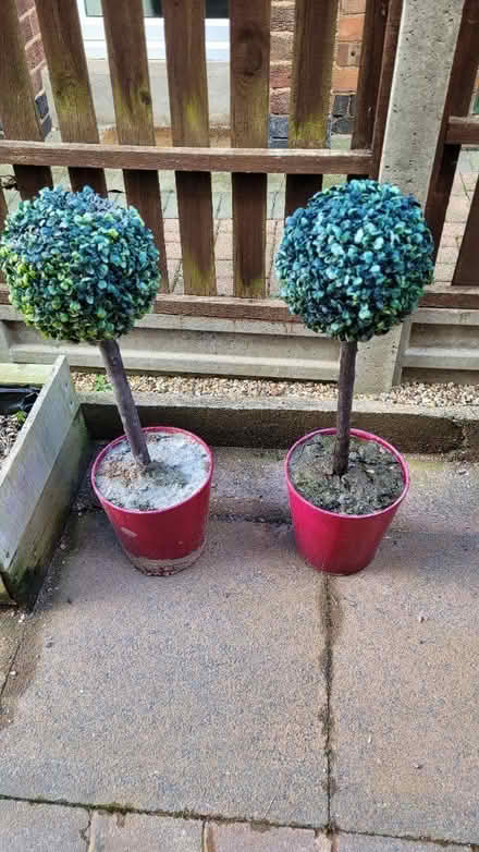 Photo of free Artificial plants (Loughborough) #1