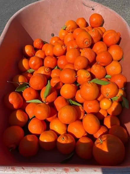 Photo of free Tangelos (Fremont Gomes area) #1