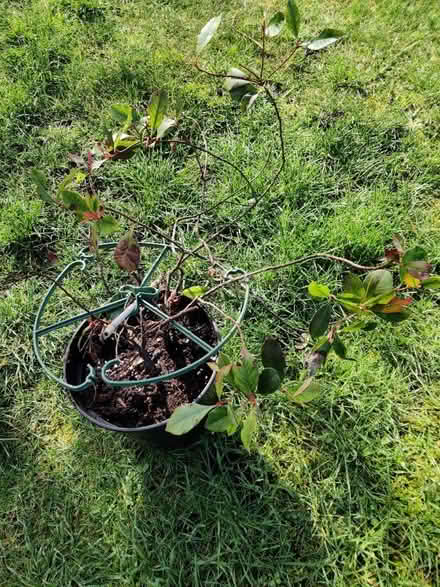 Photo of free Photinia plant (Cheddington, LU7) #1