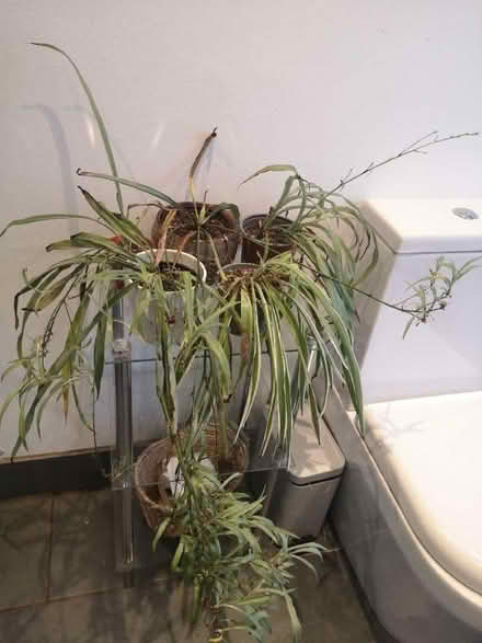 Photo of free Spider plants needing some TLC (Craiglockhart EH14) #3