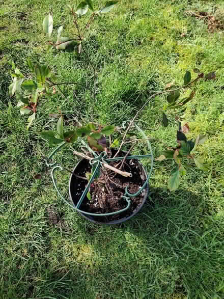 Photo of free Photinia plant (Cheddington, LU7) #2