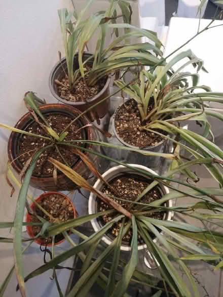 Photo of free Spider plants needing some TLC (Craiglockhart EH14) #2