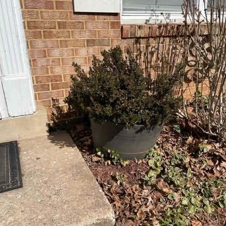 Photo of free Struggling Boxwood shrubs (Columbia) #2