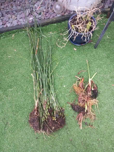 Photo of free Pond plants rooted (Morden) #1