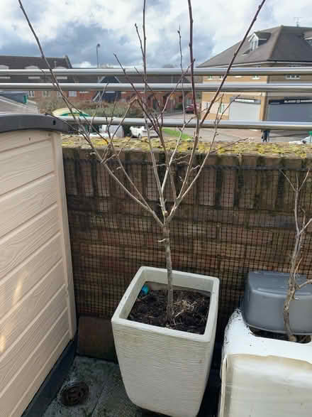 Photo of free Fruit tree with pot (Great Ashby) #2