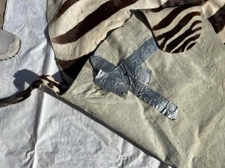 Photo of free Zebra skin (South Land Park) #2