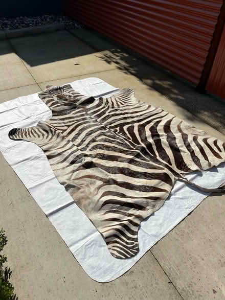 Photo of free Zebra skin (South Land Park) #1