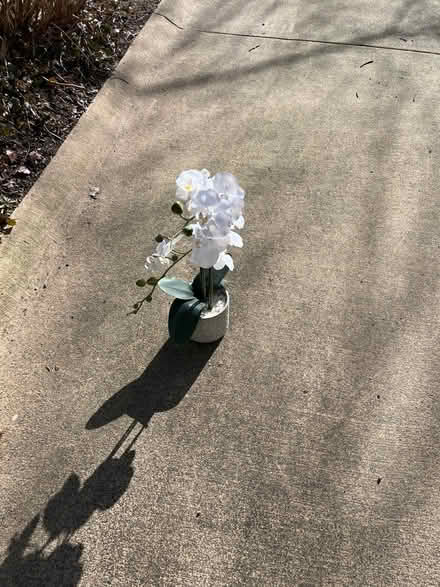 Photo of free Plastic flower (Cleveland park) #1