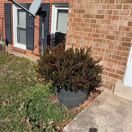 Photo of free Struggling Boxwood shrubs (Columbia) #1