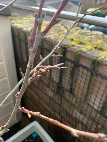 Photo of free Fruit tree with pot (Great Ashby) #3