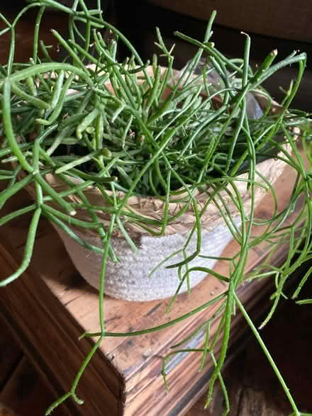 Photo of free Plant - “mistletoe” cactus (Pontypridd) #1