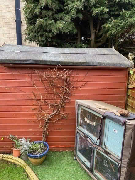 Photo of free 8 foot x 6 foot shed (Chipping Sodbury) #2