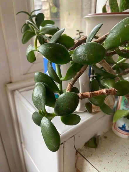 Photo of free Money plant cuttings (Barking IG11) #2