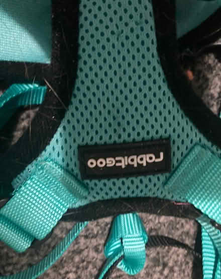 Photo of free 2 Kitten harnesses (Camberwell, SE5) #1